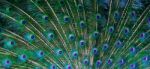 Peacock Feather Background Stock Photo