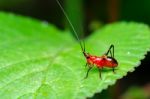 Conocephalus Melas Tiny Red Cricket Stock Photo