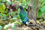 Nicobar Pigeon (caloenas Nicobarica) Stock Photo