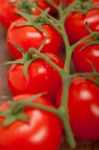 Fresh Cherry Tomatoes On A Cluster Stock Photo