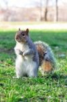 Eastern Grey Squirrel Stock Photo