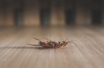 Dead Cockroach On Wood Background Dark Tone Stock Photo