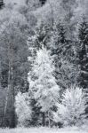 Frost On The Trees At The Forest Edge Stock Photo