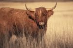 Highland Cow On The Farm Stock Photo