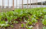 Beet Planting In The Organic Garden Greenhouse Stock Photo