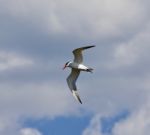 Isolated Image Of A Gull Flying In The Sky Stock Photo