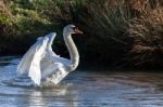 Mute Swan (cygnus Olor) Stock Photo