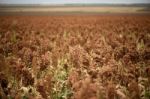 Field Of Australian Sorghum Stock Photo