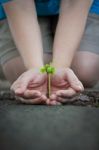 Human Lady Hands Protect The Tamarind Sprout Stock Photo