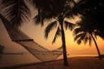 Silhouette Photography Of Beach Cradle On Coconut Tree Against Beautiful Sun Set Lighting Stock Photo