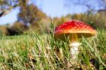 Fly Agaric Toadstool (amanita Muscaria) Stock Photo