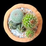 Cactus ( Cereus Hexagonus Mill ) On Flowerpot ( Isolated Backgro Stock Photo