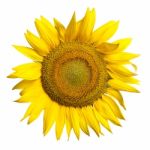 Sunflower Stock Photo