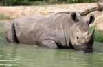 Rhino In The Muddy Water Stock Photo