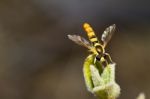 Hoverfly (eupeodes Corollae) Stock Photo