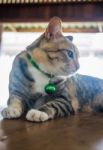 Cat Lying Down Relaxing At Home Stock Photo