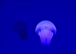 Jellyfish Stock Photo