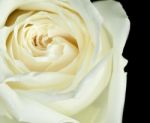 Off White Rose Stock Photo