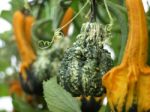 Ornamental Pumpkins And Gourds Stock Photo