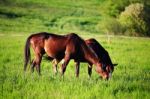 Horses On The Hills Stock Photo