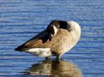 Beautiful Canada Goose Is Cleaning His Feathers Stock Photo