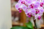 Pink Violet Orchid Stock Photo