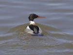 Red-breasted Merganser Turns Back Stock Photo