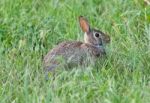 Postcard With A Cute Rabbit Sitting In The Grass Stock Photo