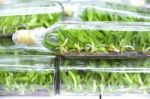 Orchid Flasks Tissue Culture Stock Photo