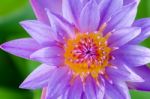 Close Up Top Of Purple Lotus ( Nymphaea Nouchali ) Stock Photo