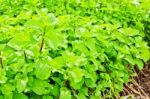 Green Mint Plant Stock Photo