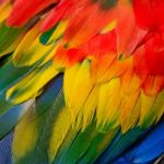 Scarlet Macaw Feathers Stock Photo