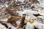 Nazca Booby In Galapagos Stock Photo