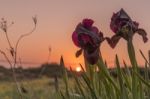 Coastal Iris Stock Photo