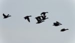 Isolated Picture With A Swarm Of Ducks Flying Stock Photo