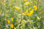 Organic Sun Hemp Flower In Farm Stock Photo