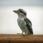 Kookaburra Gracefully Resting During The Day Stock Photo