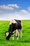 Cows On A Green Field And Blue Sky Stock Photo