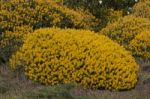 Yellow Ulex Densus Shrubs Stock Photo