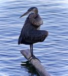 Image Of A Great Blue Heron Cleaning Feathers Stock Photo