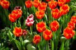 Beautiful Colorful Tulips Stock Photo