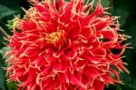 A Magnificent Red Dahlia In Butchart Gardens Stock Photo