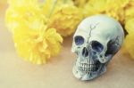 Still Life Of Love Human Skull With Yellow Flower Stock Photo