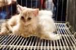 Sadly Cat In A Cage At  Markets Stock Photo