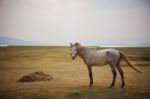 Full Body Of White Horse Standing In Open Meadow Stock Photo