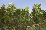 Green Leaves With Summer Blue Sky Stock Photo