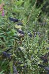 Broom Seeds Stock Photo