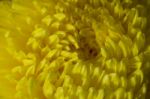 Yellow Chrysanthemum Flower Petals Stock Photo