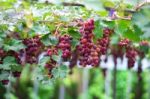 Grapes Stock Photo