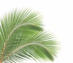 Coconut Leaf Isolated On White Background Stock Photo